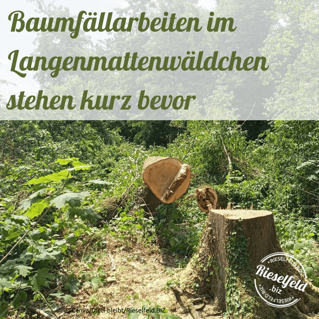 Stadtverwaltung wartet vor Durchführung von Baumfällarbeiten für die Verlegung der Erdgashochruckleitung gerichtliche Entscheidung ab