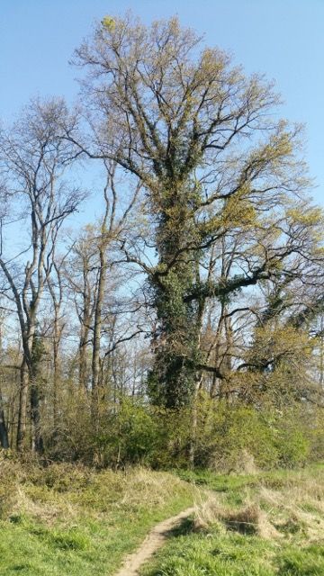 Über 200 Jahre alte Eiche die nicht mehr steht