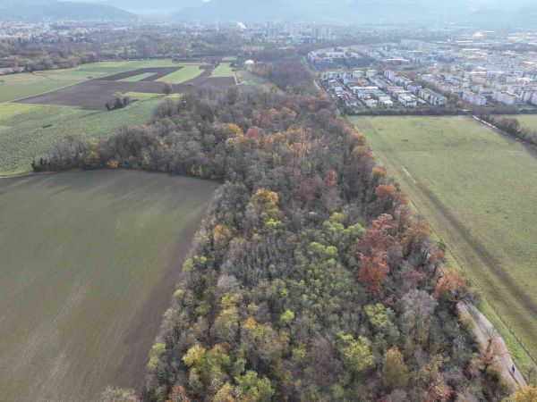Das Langenmattenwäldchen zwischen Dietenbach und Rieselfeld von oben