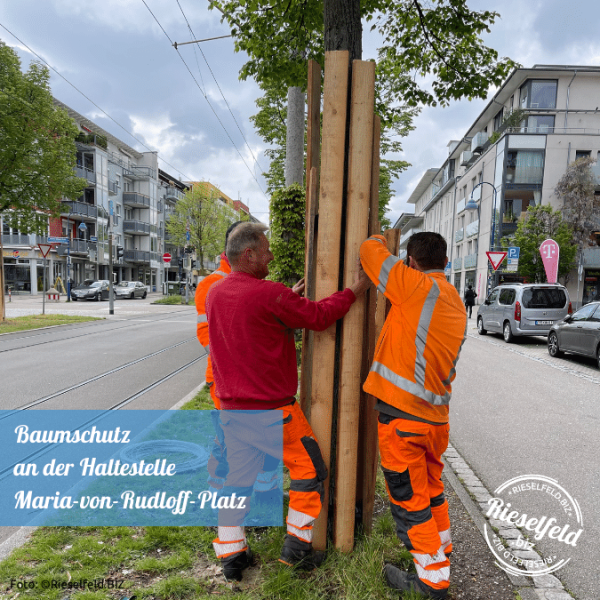 Baumschutz an der Haltestelle Maria-von-Rudloff-Platz